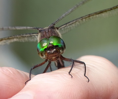 Somatochlora linearis