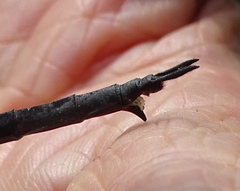 Somatochlora linearis