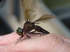 Somatochlora linearis