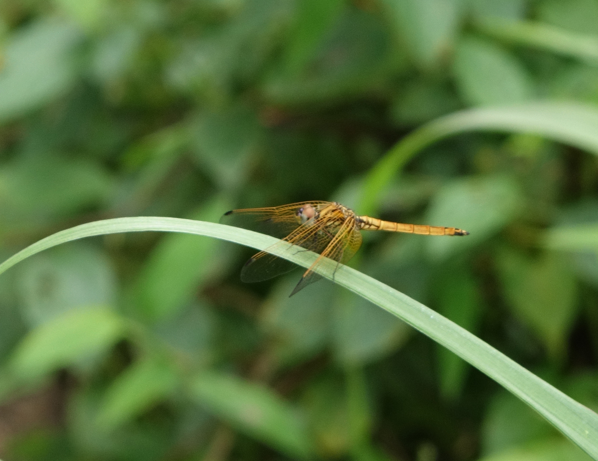 Crimson Marsh Glider