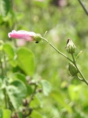 Hibiscus furcellatus