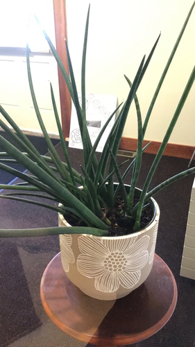 Sansevieria bacularis 'Mikado'