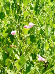Hibiscus furcellatus