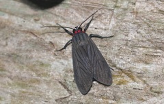 Episcepsis hypoleuca