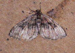 Xanthorhoe ferrugata