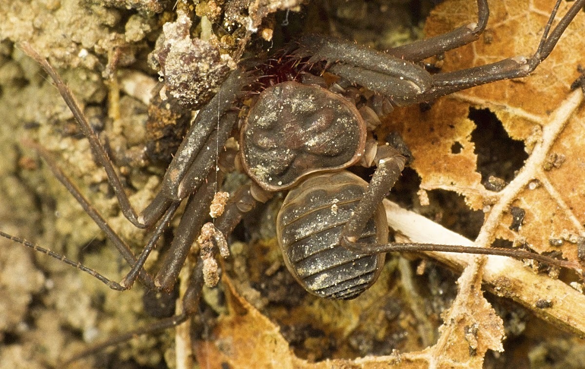 Sarax bengalensis (Gravely, 1911)