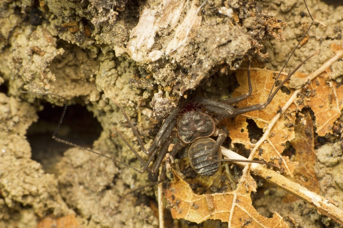 Sarax bengalensis (Gravely, 1911)