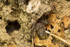 Charinus bengalensis