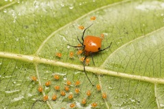 Theridion quadratum