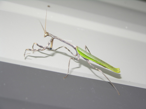 Texas Unicorn Mantis photo 6