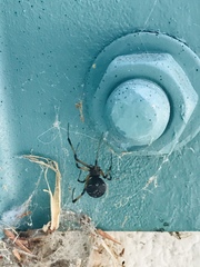 Arachnida