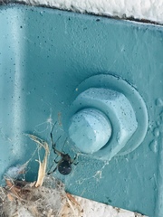 Arachnida