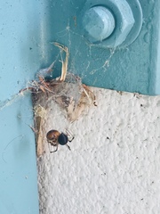 Arachnida