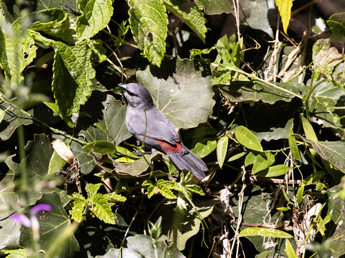 Grey Waxbill (Glaucestrilda perreini), photo 8