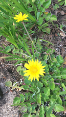 Arctotheca prostrata