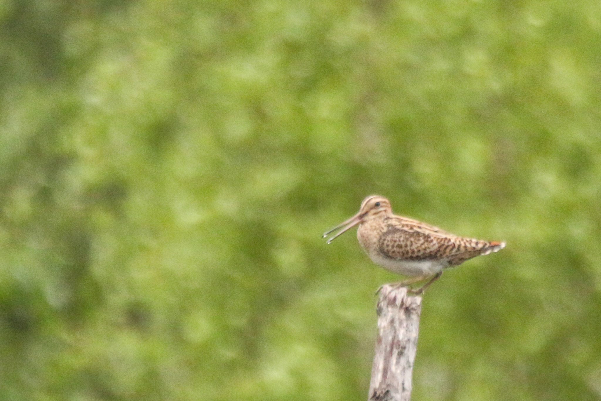 Swinhoe's Snipe (Gallinago megala), photo 8
