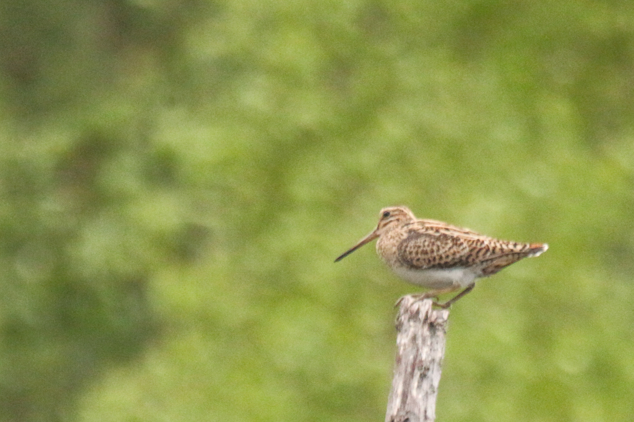 Swinhoe's Snipe (Gallinago megala), photo 7