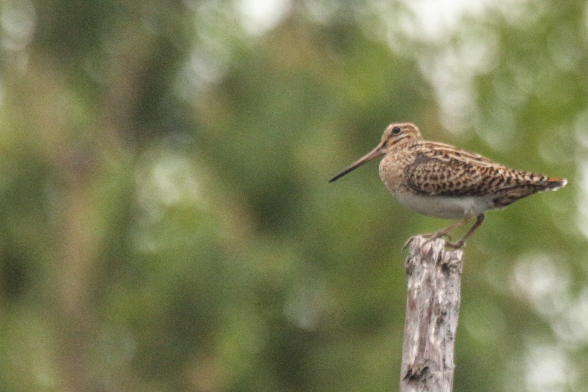 Swinhoe's Snipe (Gallinago megala), photo 1