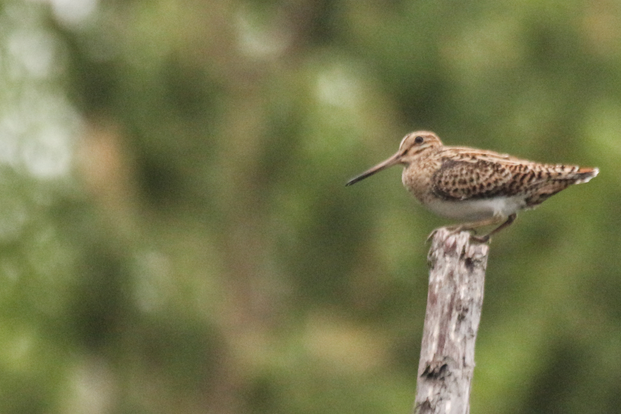 Swinhoe's Snipe (Gallinago megala), photo 2