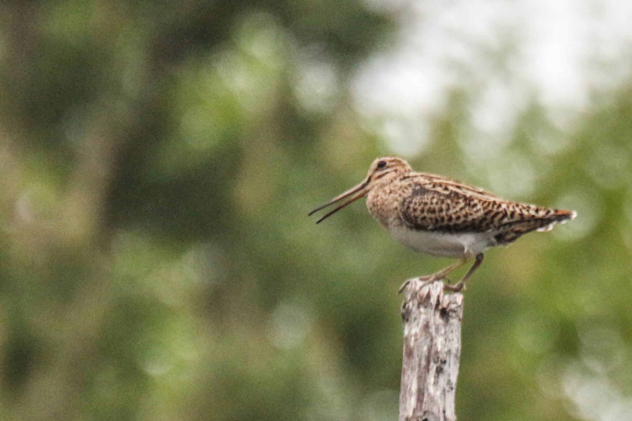 Swinhoe's Snipe (Gallinago megala), photo 6