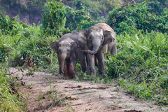 Elephas maximus borneensis