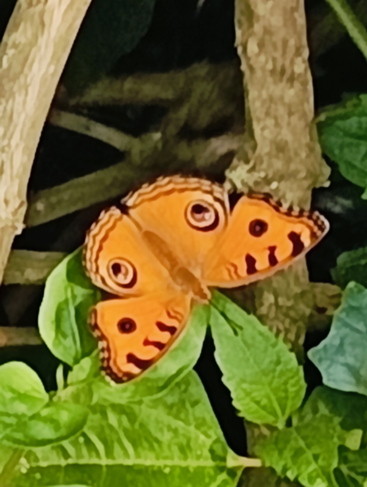 Peacock Pansy