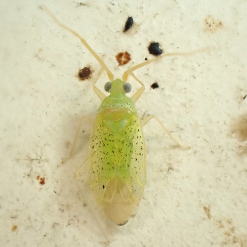 Proboscidotylus nigrosquamis