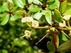 Terminalia molinetii