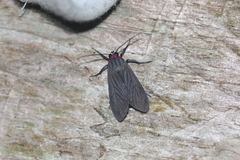 Episcepsis hypoleuca