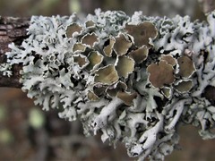 Imshaugia placorodia