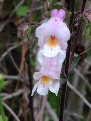 Penstemon laxiflorus