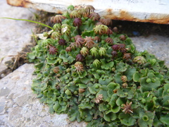 Marchantia polymorpha