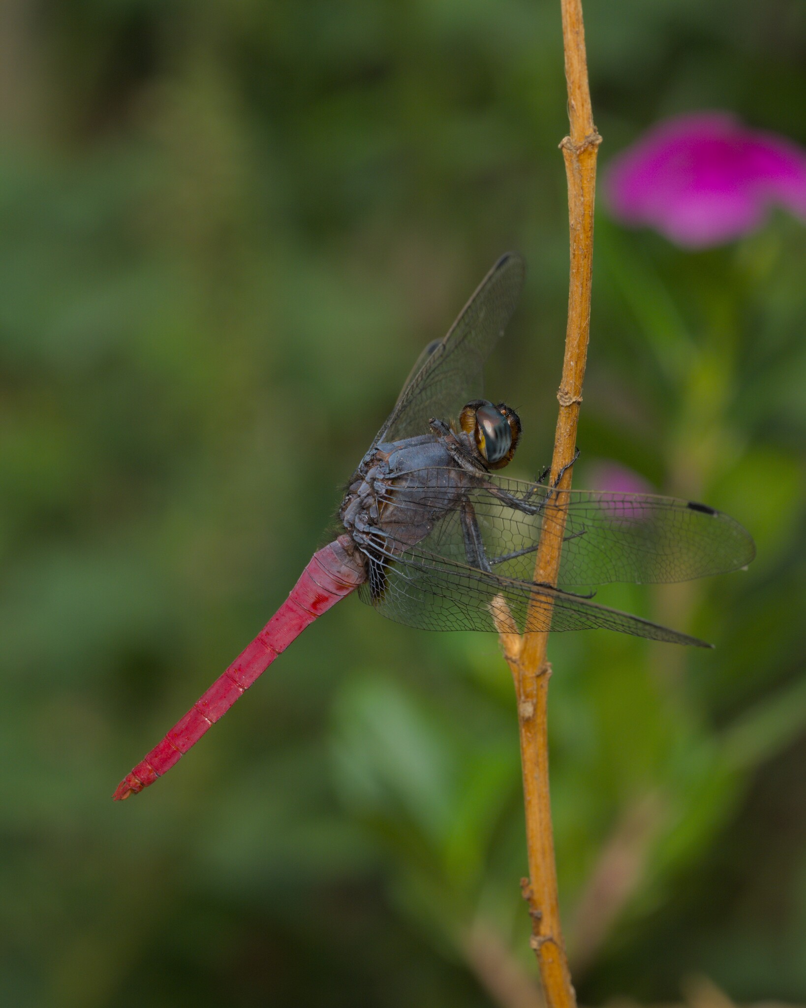 Crimson-Tailed Marsh Hawk