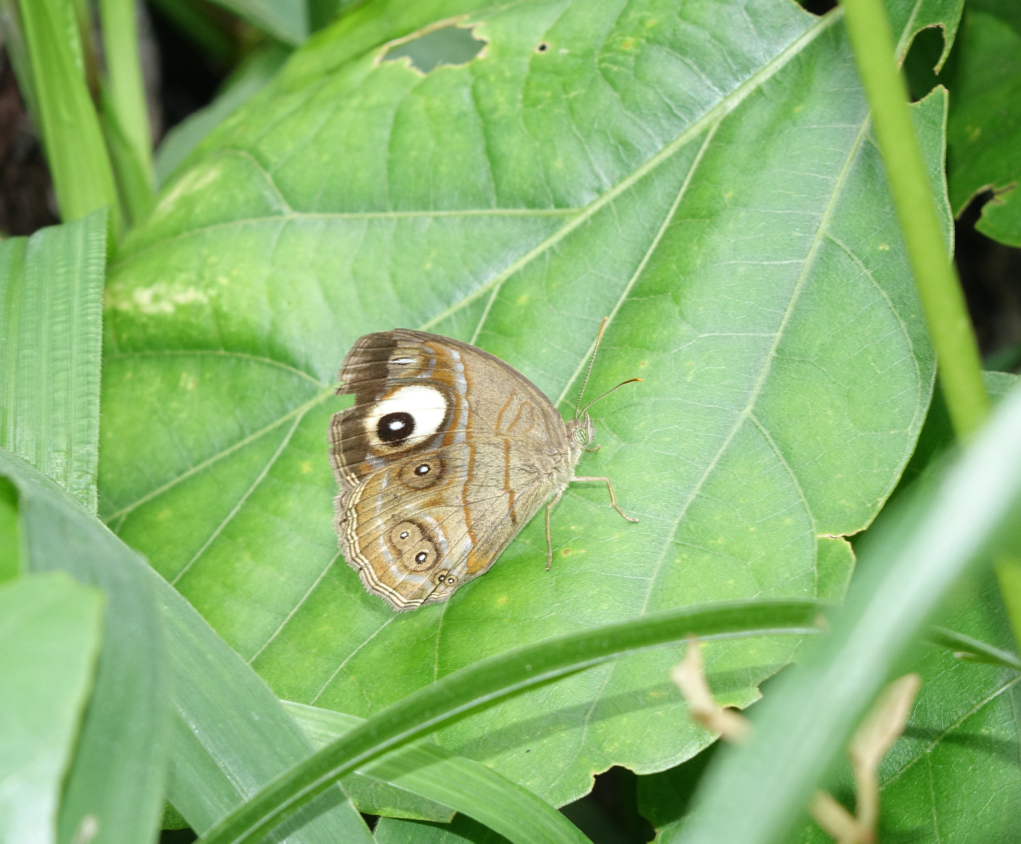 Malabar Glad-Eye Bushbrown