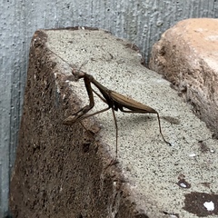 Statilia maculata maculata