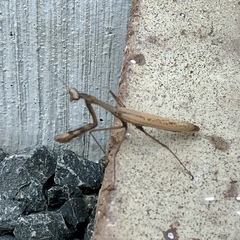 Statilia maculata maculata