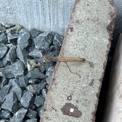 Statilia maculata maculata