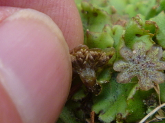 Marchantia polymorpha