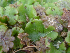 Marchantia polymorpha
