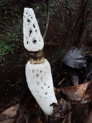 Staheliomyces cinctus