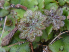 Marchantia polymorpha