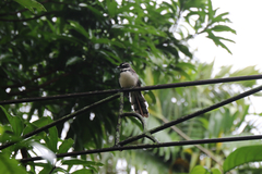 Rhipidura nigritorquis