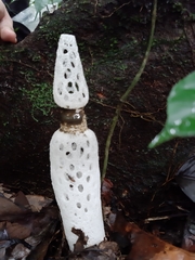 Staheliomyces cinctus