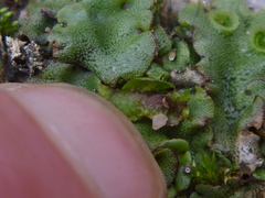 Marchantia polymorpha