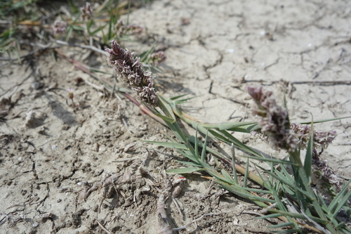 Coastal Cat's-foot-grass (Aeluropus littoralis)