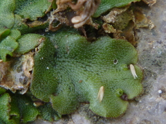 Marchantia polymorpha