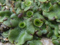 Marchantia polymorpha