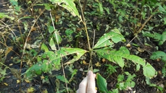 Decodon verticillatus