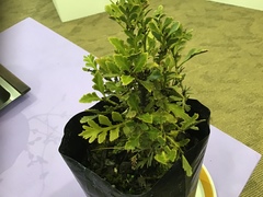 Phyllocladus