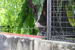 Rhipidura nigritorquis
